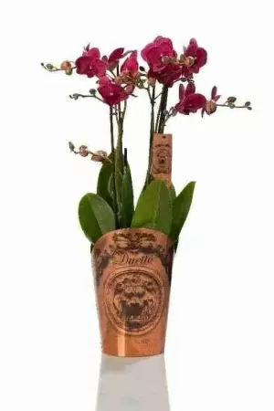 Фаленопсис Дуэтто ассорти 4 ствола