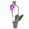Фаленопсис Пинк Дансер каскад 1 ст