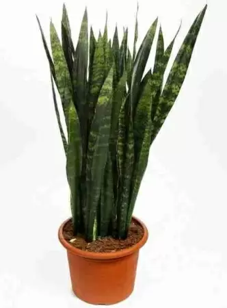 Сансевиерия Блэк Корал