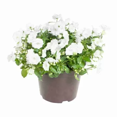 Кампанула махровая белая