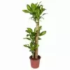 Драцена фрагранс Массанжеана 3 ст