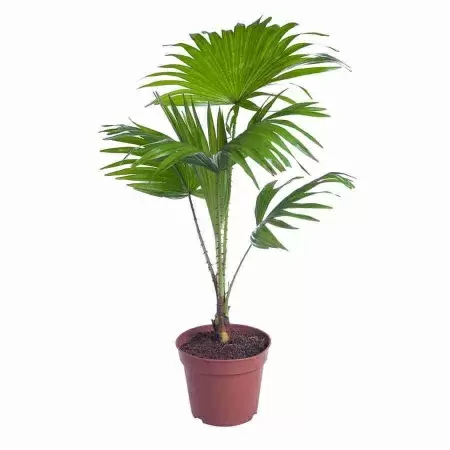 Ливистона Ротундифолиа