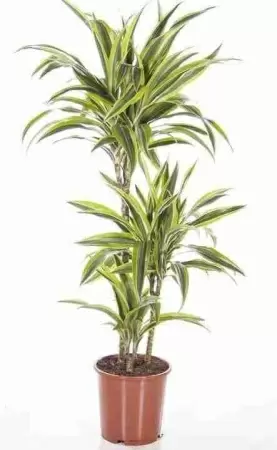 Драцена фрагранс Лемон Лайм 2 ствола