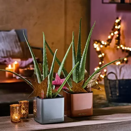 Кашпо Lechuza Cube Glossy