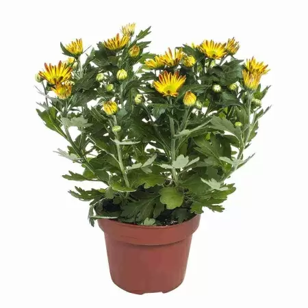 Хризантема Лайк Ворт Дарк