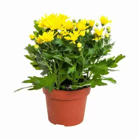 Хризантема Жёлтая Кармел