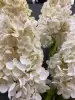 Гортензия метельчатая искусственная