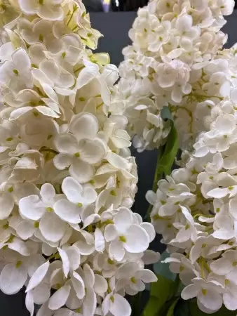 Гортензия метельчатая искусственная