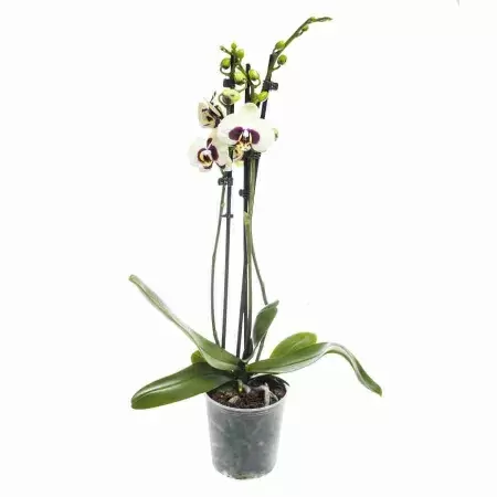 Фаленопсис Йеллоу Шоколад 2 ст