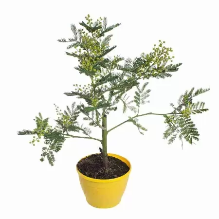 Мимоза стыдливая