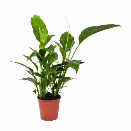 Спатифиллум Свит Лауретта