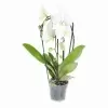 Фаленопсис Белый каскад 2 ст