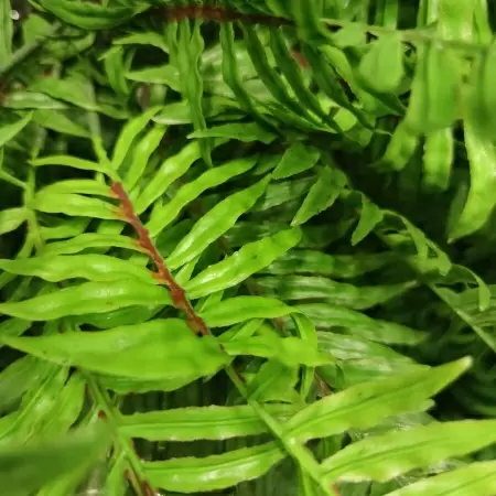 Ветки искусственного папоротника