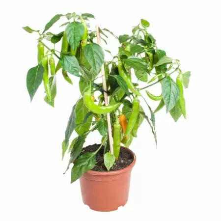 Перец стручковый 