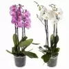 Фаленопсис Дуэтто Микс 4 ст