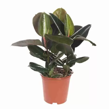 Фикус каучуконосный (эластика) Робуста 3 ст