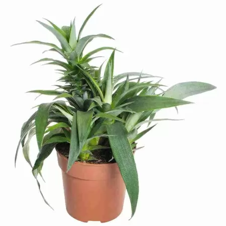 Ананас Эйлин Грин