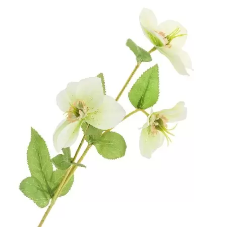 Морозник искусственный