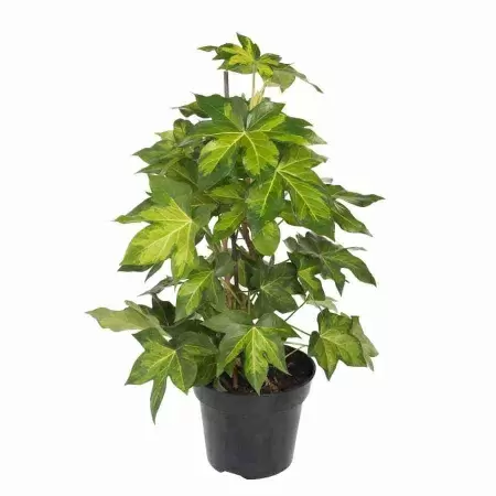 Фатсхедера лизе Сильвер Принц