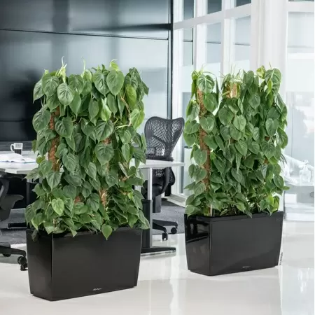 Кашпо Lechuza Cararo Кашпо Lechuza Cararo