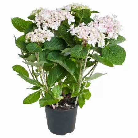 Гортензия теллер Джомари розовая