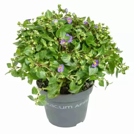 Экзакум Блю Стар