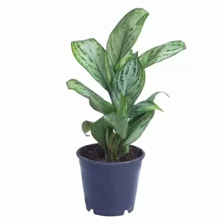 Аглаонема Мария Кристина