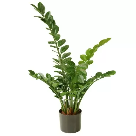 Замиокулькас искусственный