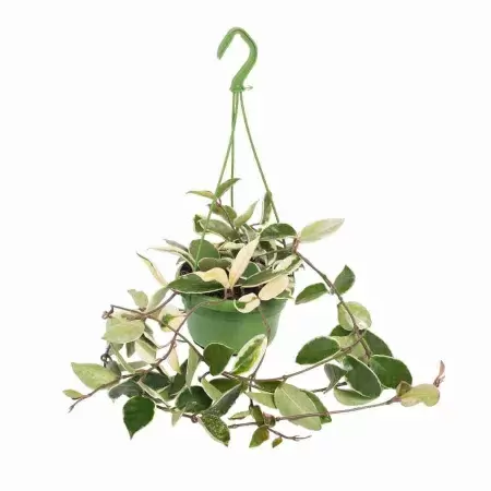 Хойя карноза