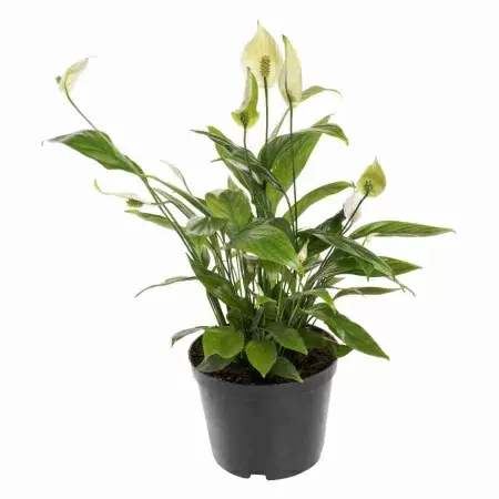 Спатифиллум Шопен