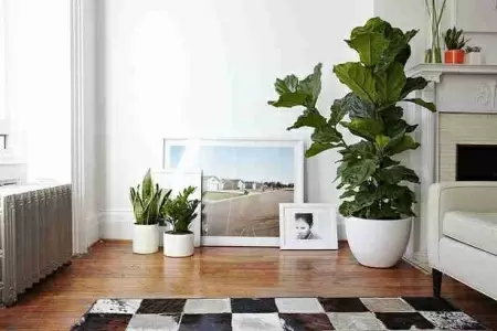 Кодиеум  фото