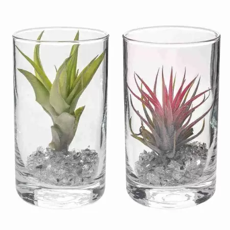 Тилландсия атмосферная Микс в стакане