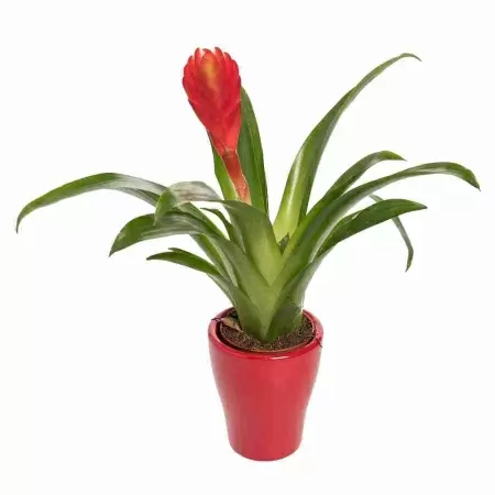 Вриезия Соло