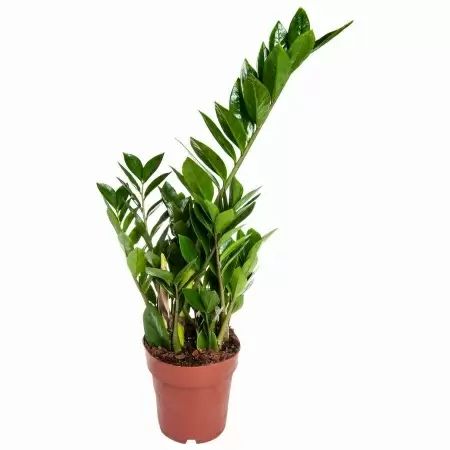 Замиокулькас