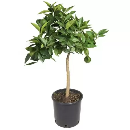 Цитрус Апельсин Красный