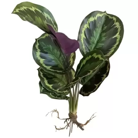 Калатея с корнями искусственная