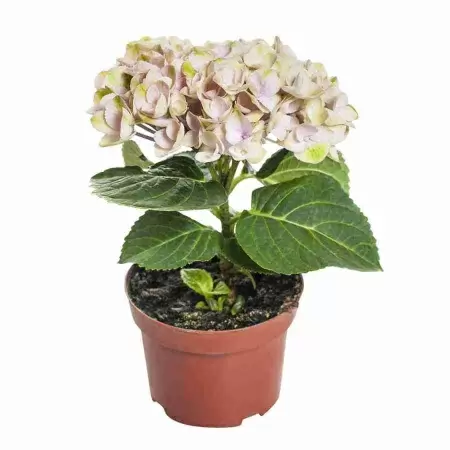 Гортензия Меджикал Революшен розовая