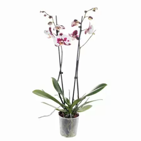 Фаленопсис Кейт 