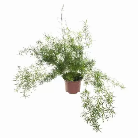 Аспарагус Шпренгера