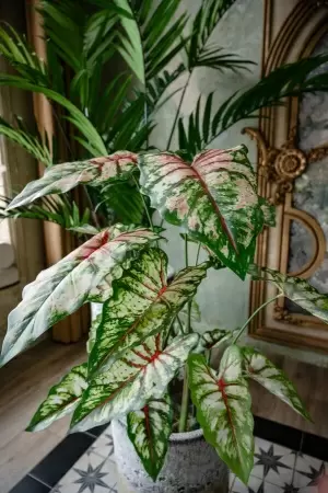 Алоказия искусственная Алоказия искусственная