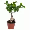 Фикус микрокарпа Гинсенг Фикус микрокарпа Гинсенг