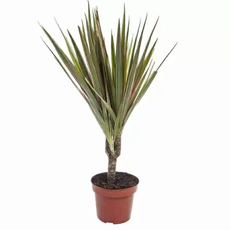 Драцена маргината Биколор 1 ст