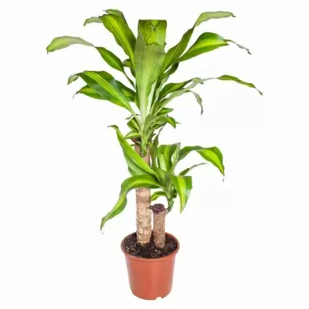 Драцена фрагранс Массанжеана 2 ст
