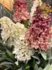 Гортензия метельчатая искусственная