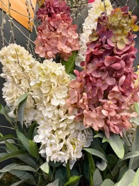 Гортензия метельчатая искусственная Гортензия метельчатая искусственная