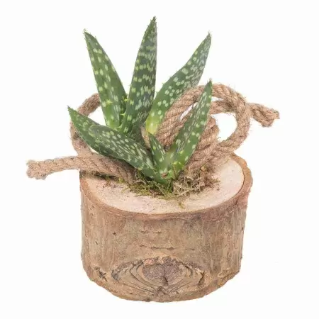 Алоэ Вера в деревянной кадке