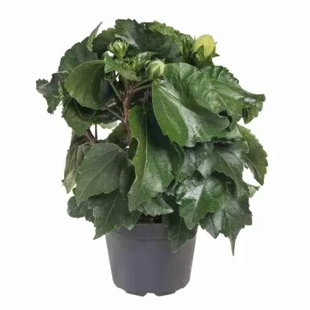 Гибискус желтый