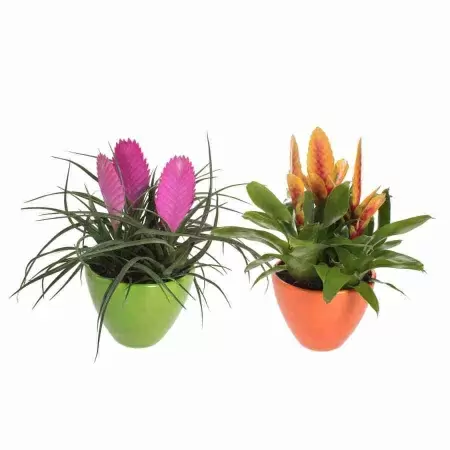 Тилландсия Анита