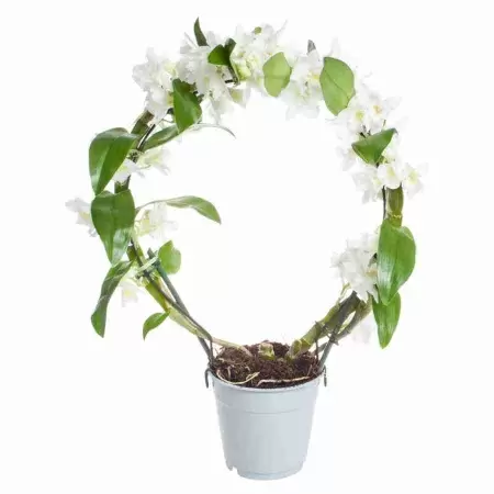 Дендробиум нобиле Белый обод