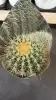 Эхинокактус Грузони фото
